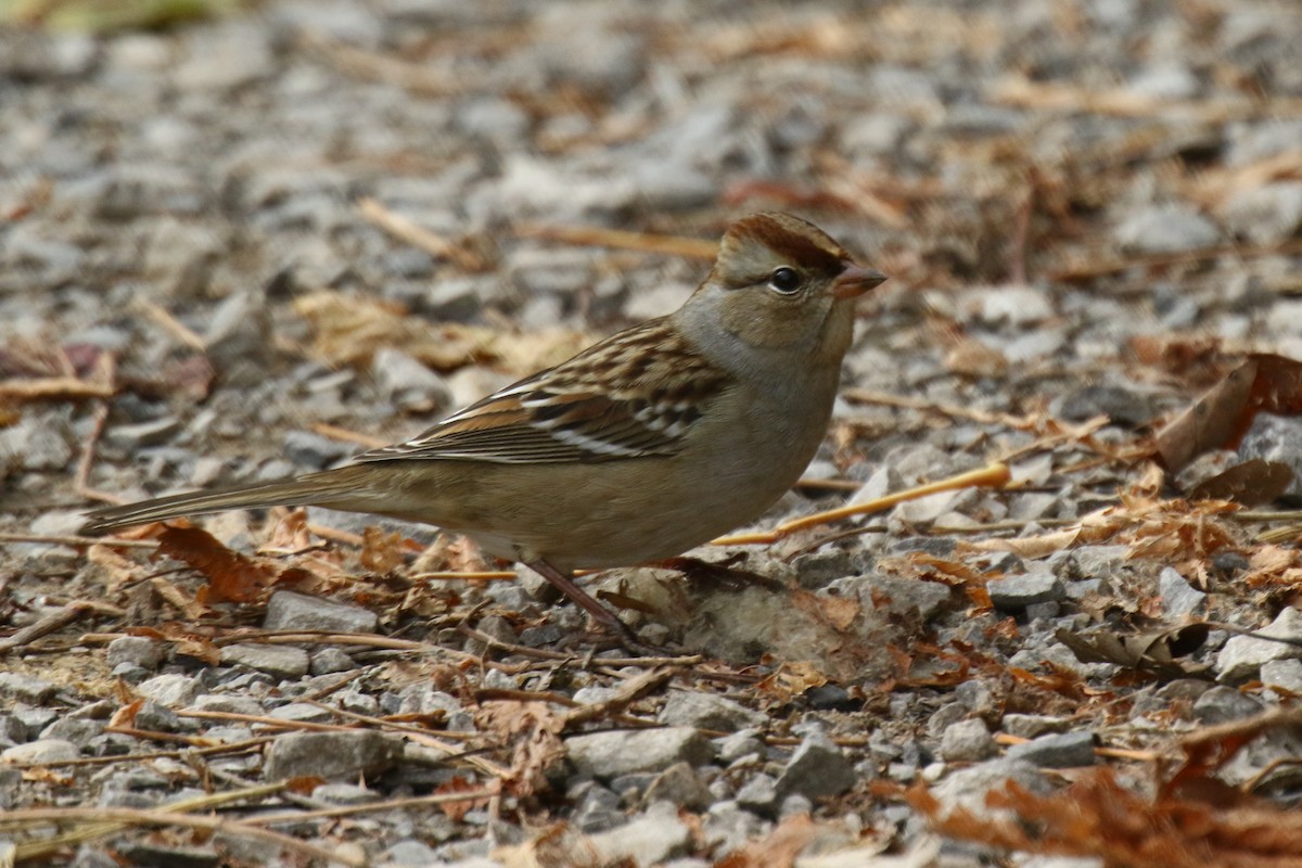 White-crowned Sparrow - ML270994781