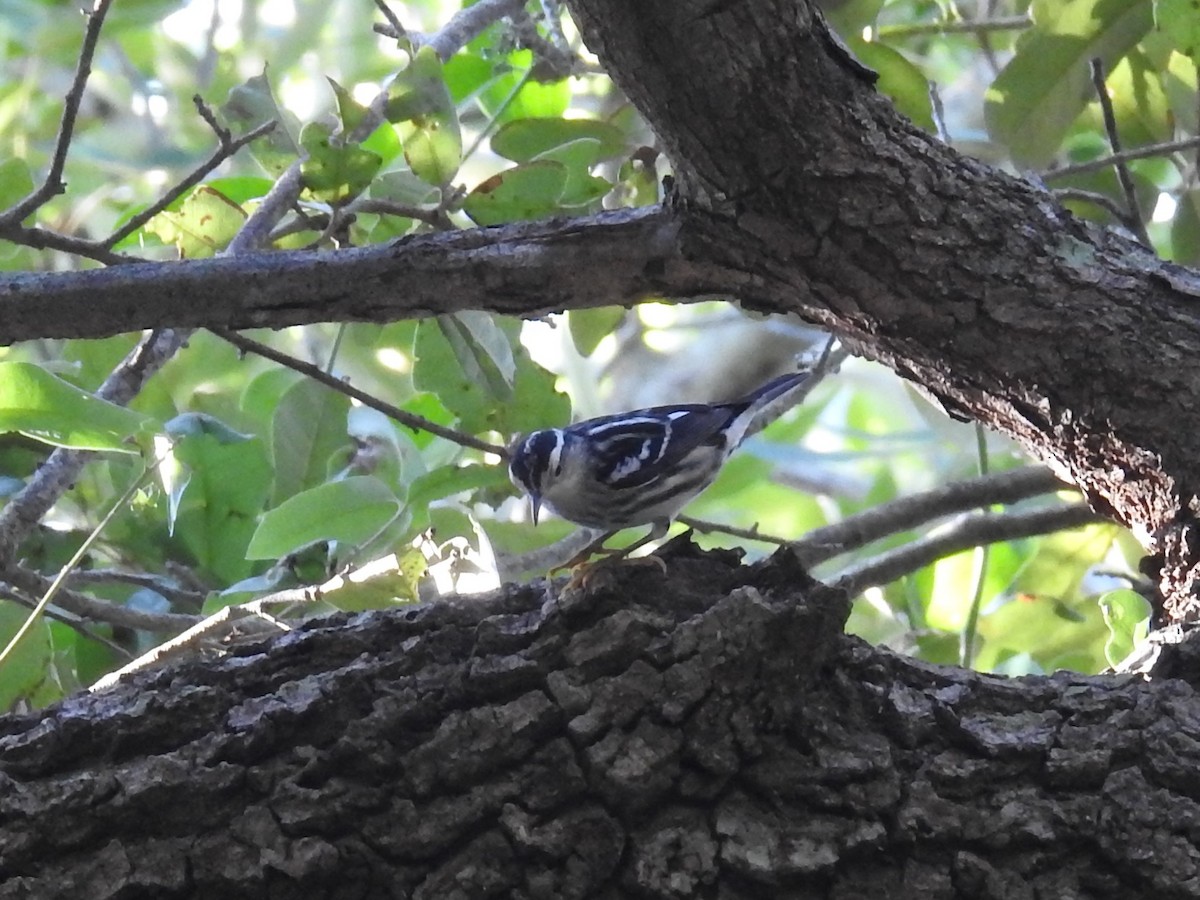 Black-and-white Warbler - ML270995411
