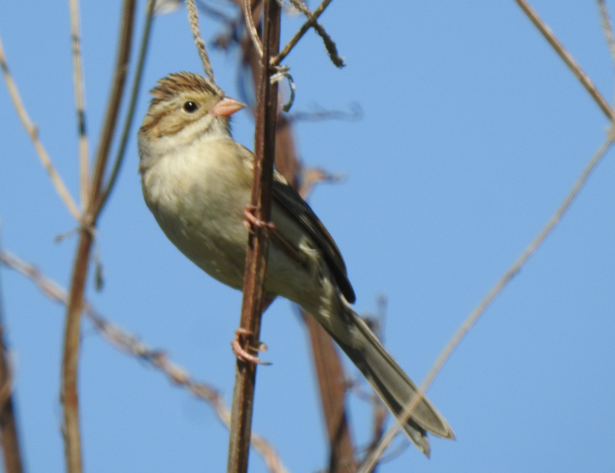 Clay-colored Sparrow - ML270995781