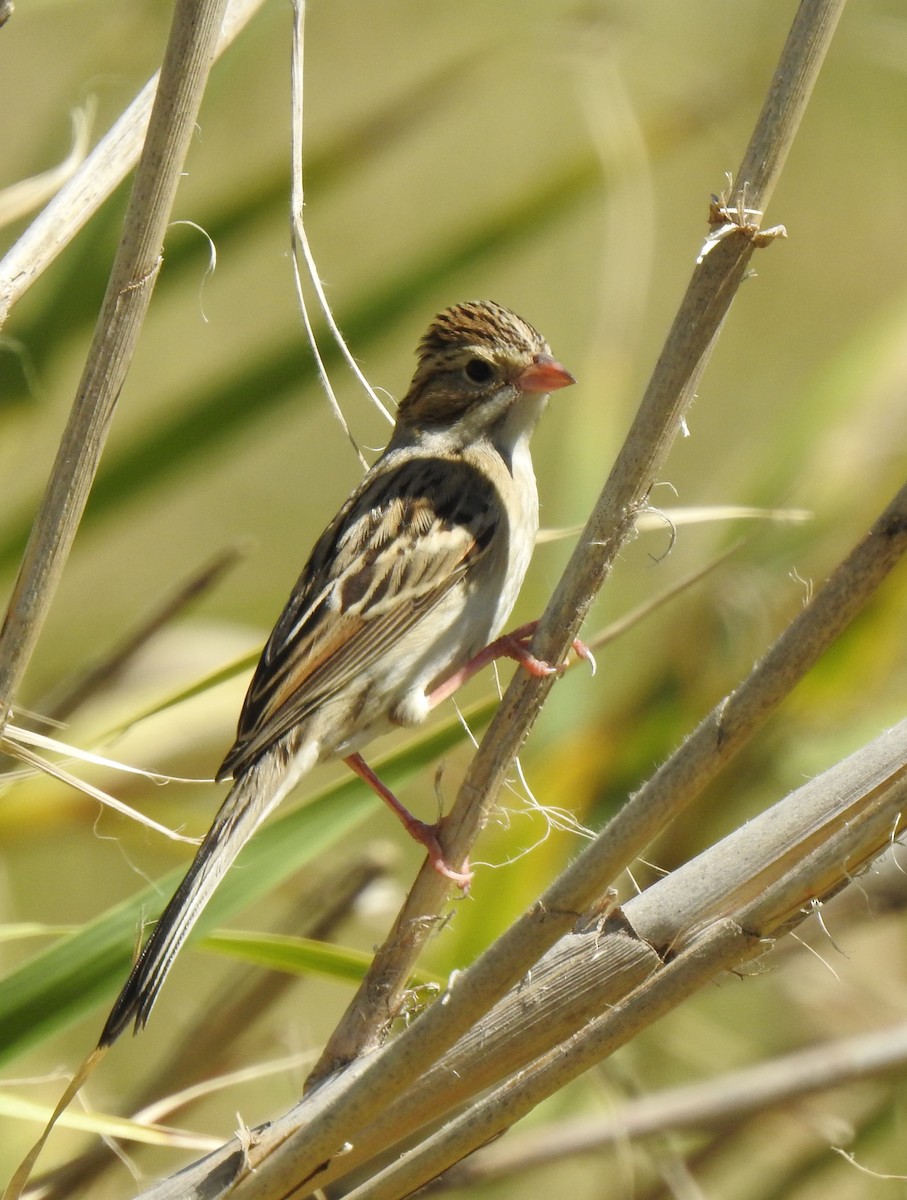 Clay-colored Sparrow - ML270995911