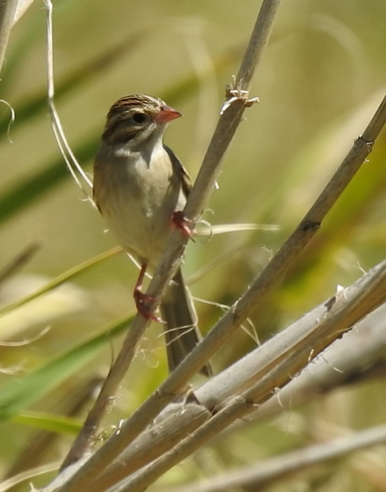 Clay-colored Sparrow - ML270995921