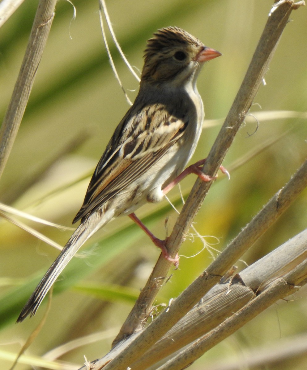 Clay-colored Sparrow - ML270995961