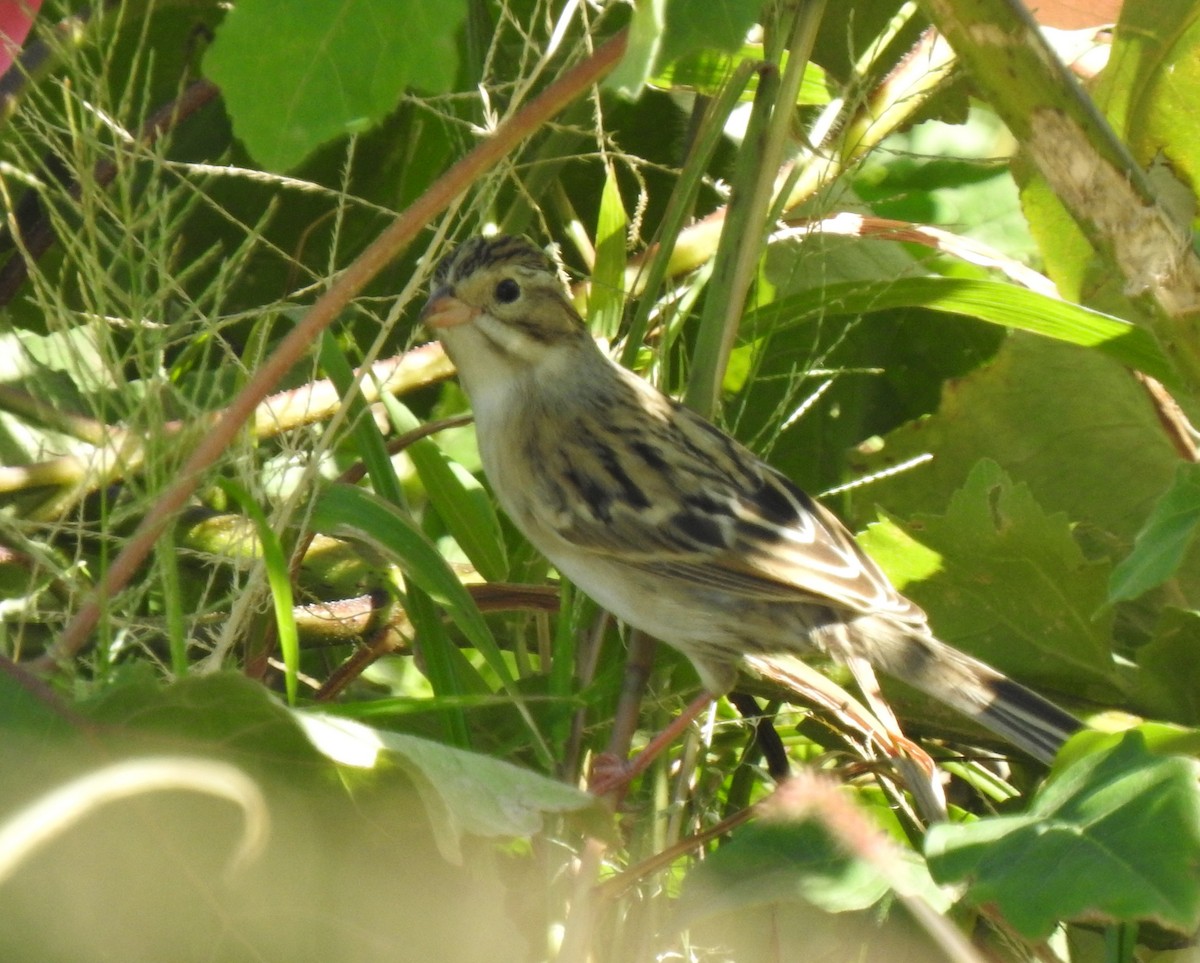 Clay-colored Sparrow - ML270996001