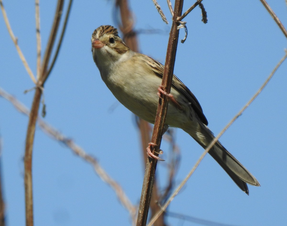 Clay-colored Sparrow - ML270996011