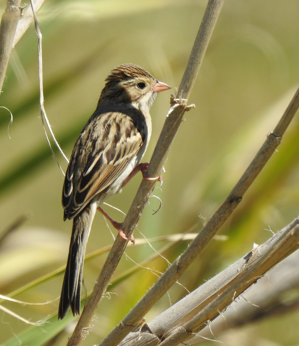 Clay-colored Sparrow - ML270996151