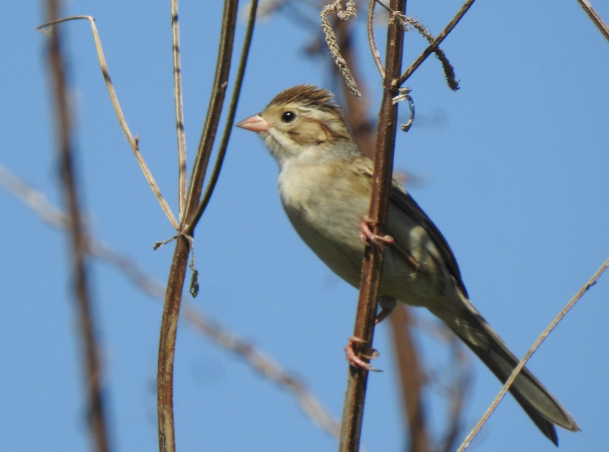 Clay-colored Sparrow - ML270996201