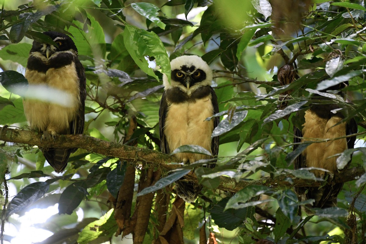 Spectacled Owl - ML270997331