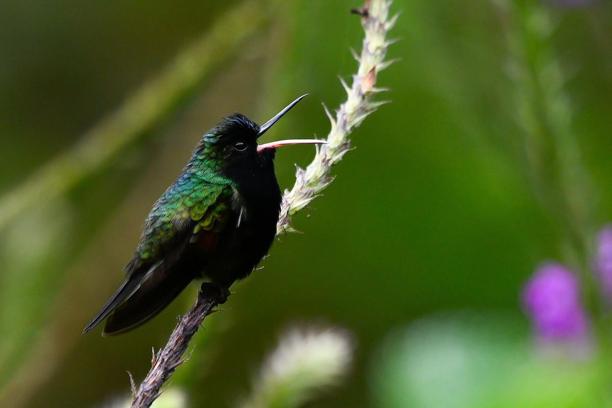 Black-bellied Hummingbird - ML271001581