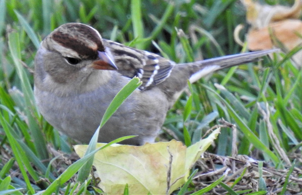 White-crowned Sparrow (leucophrys) - ML271002601