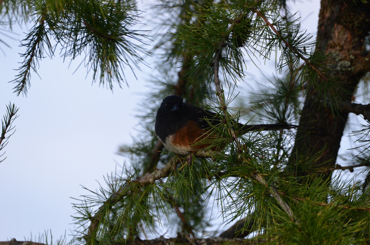 Spotted Towhee - ML271003701