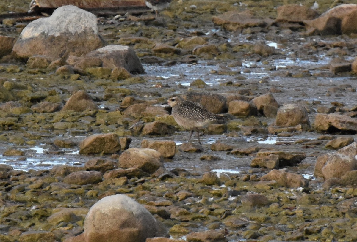 eBird Canada Checklist 14 Oct 2020 Wolfe IslandReed's Bay 16 species