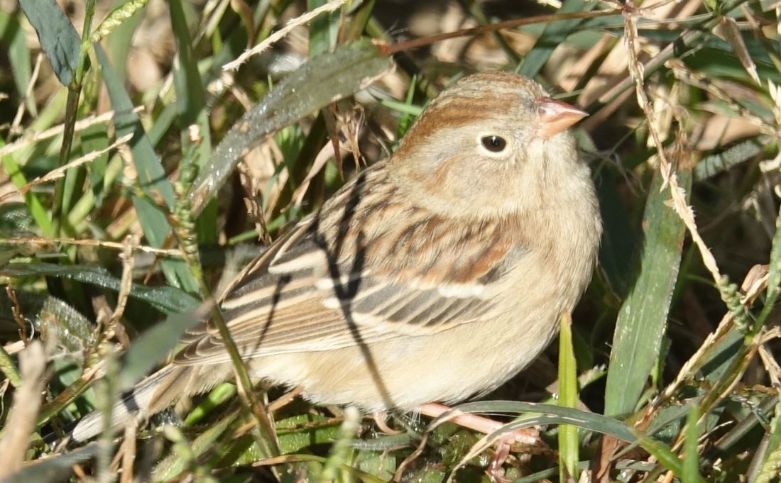 Field Sparrow - Peter Billingham