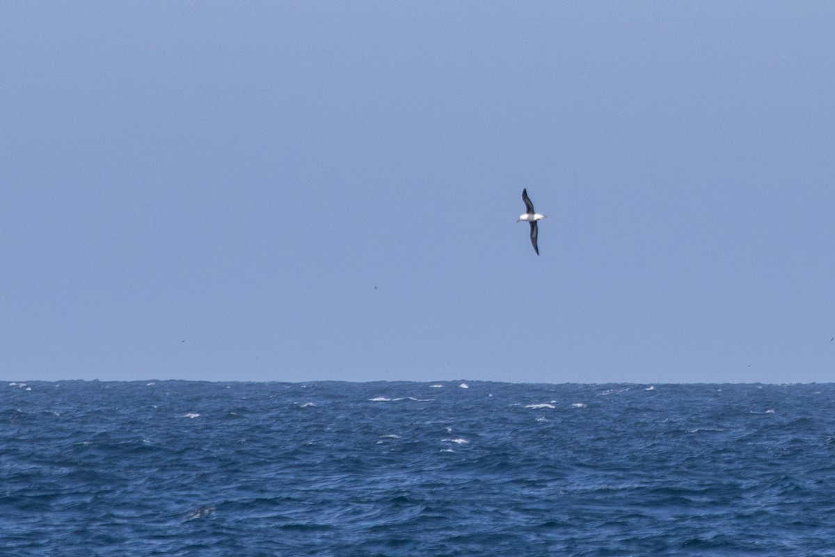 Black-browed Albatross - Ramit Singal
