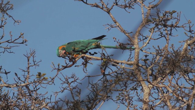 Blue-throated Macaw - ML271016821