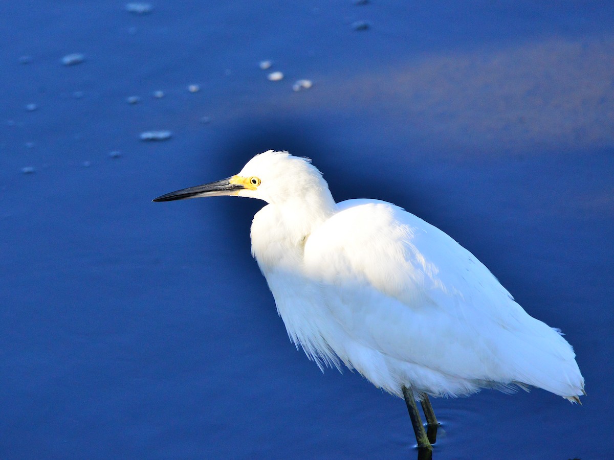 Snowy Egret - Bill Elrick