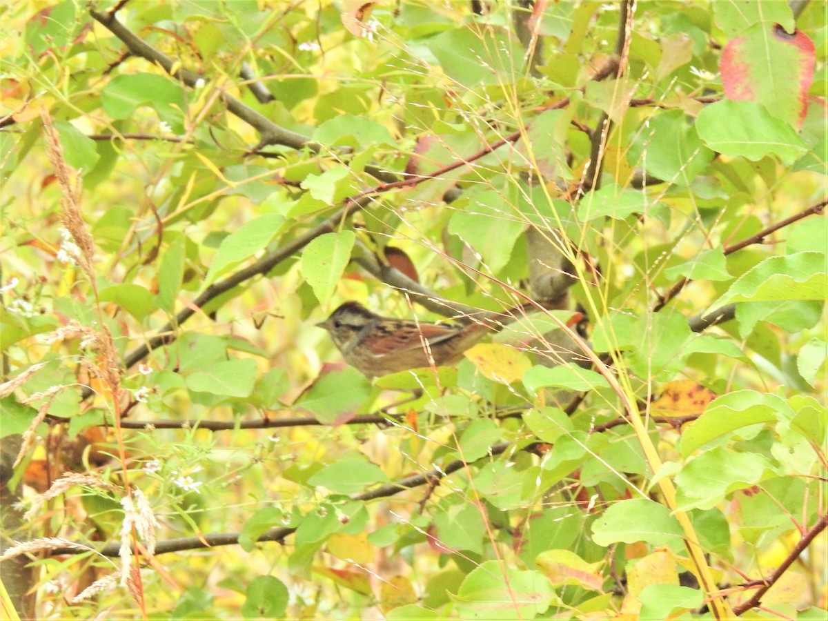 Swamp Sparrow - ML271024451