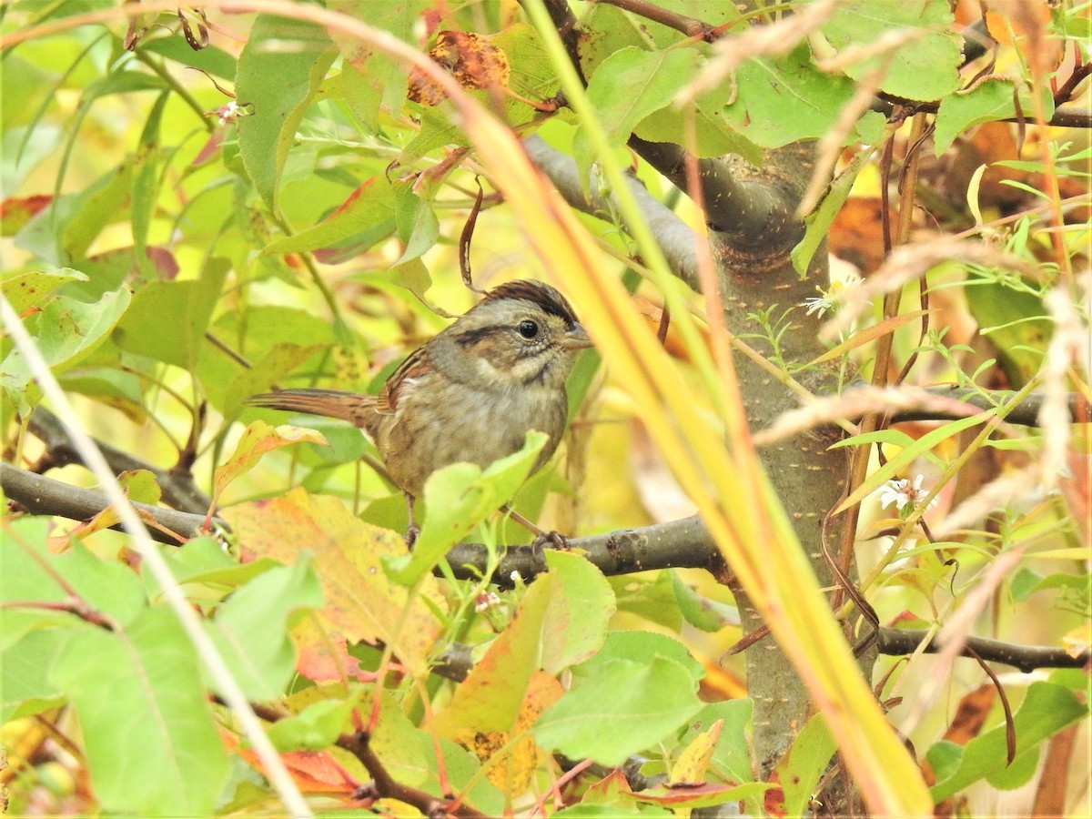 Swamp Sparrow - Susan Brauning
