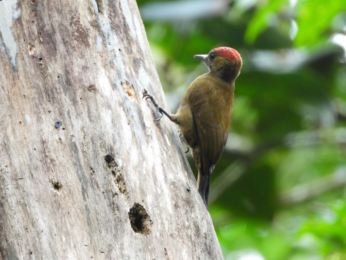 Smoky-brown Woodpecker - Jose Bolaños
