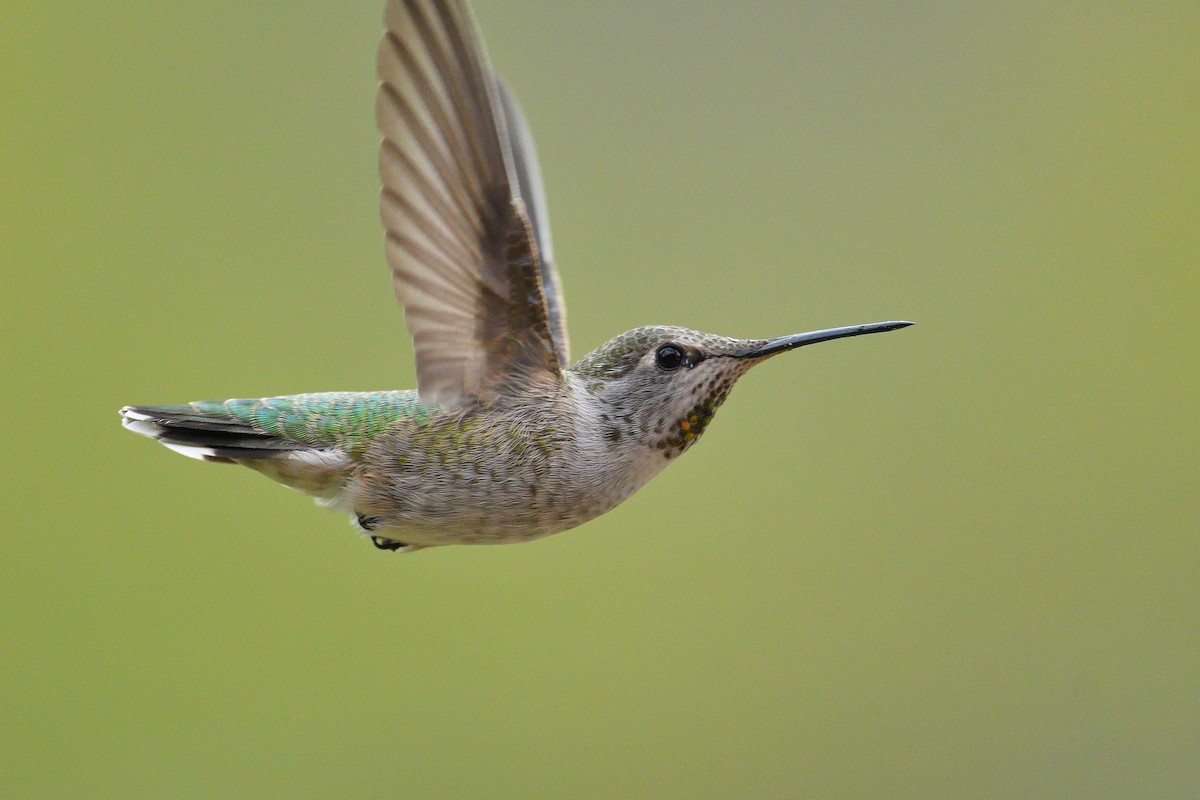 Anna's Hummingbird - ML271030641