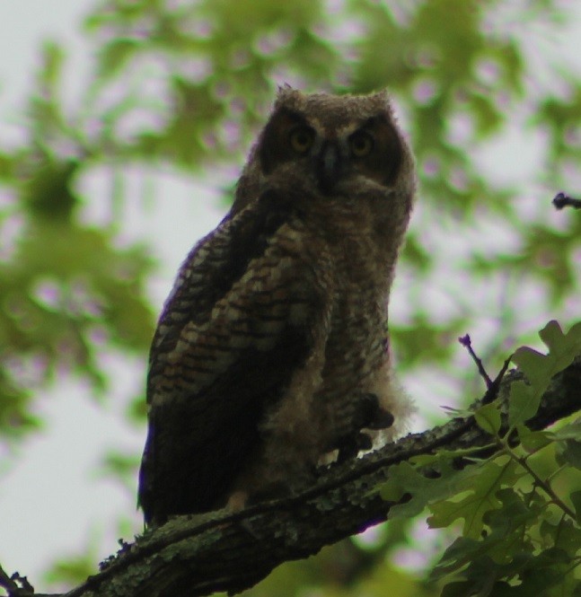 Great Horned Owl - ML27103521