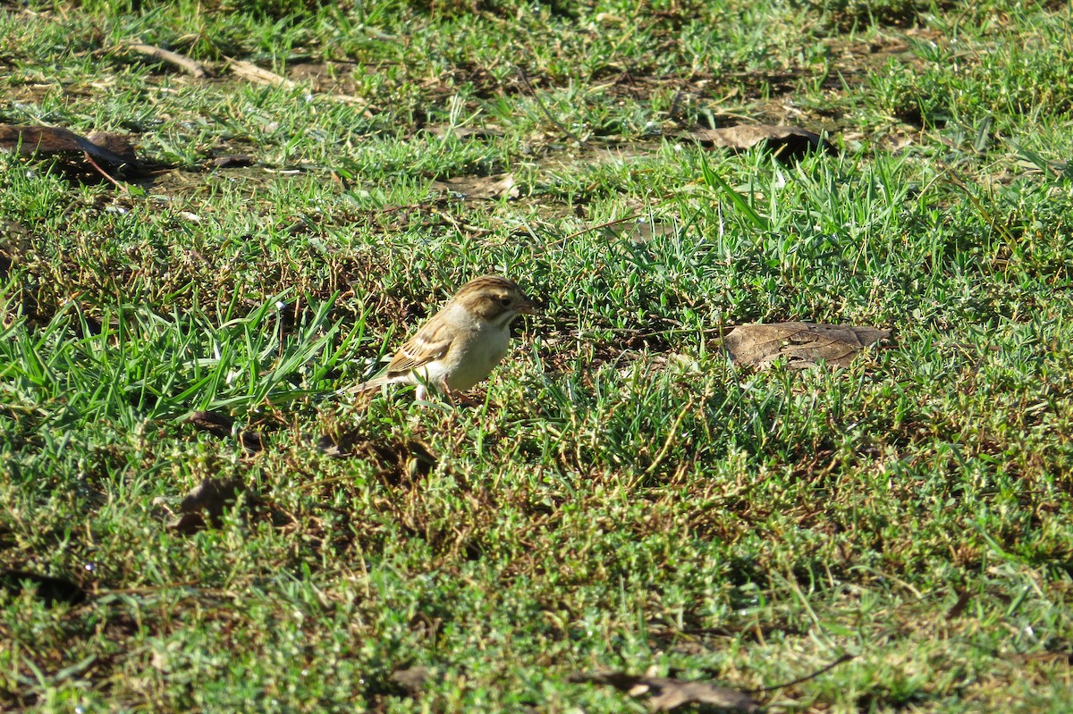Clay-colored Sparrow - ML271039421