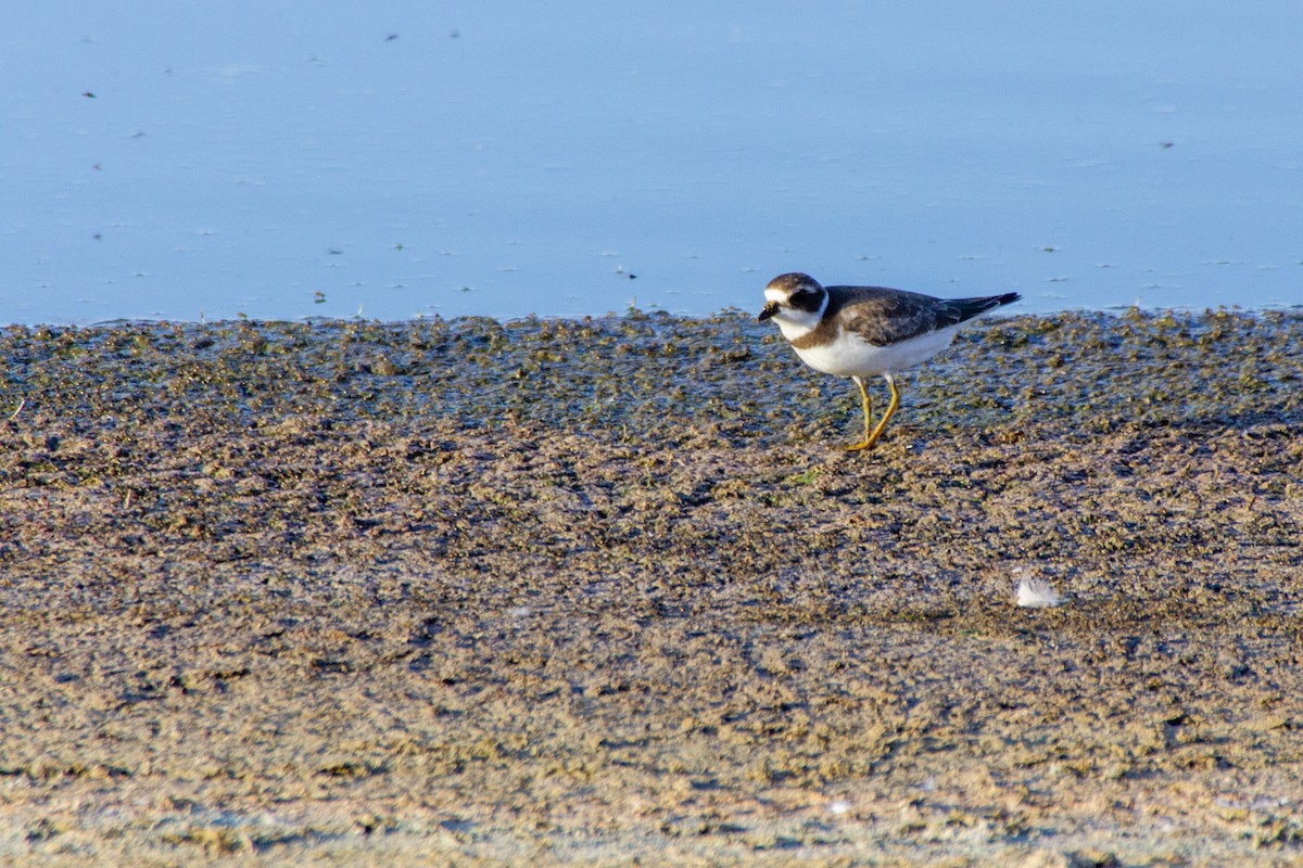Semipalmated Plover - ML271039731