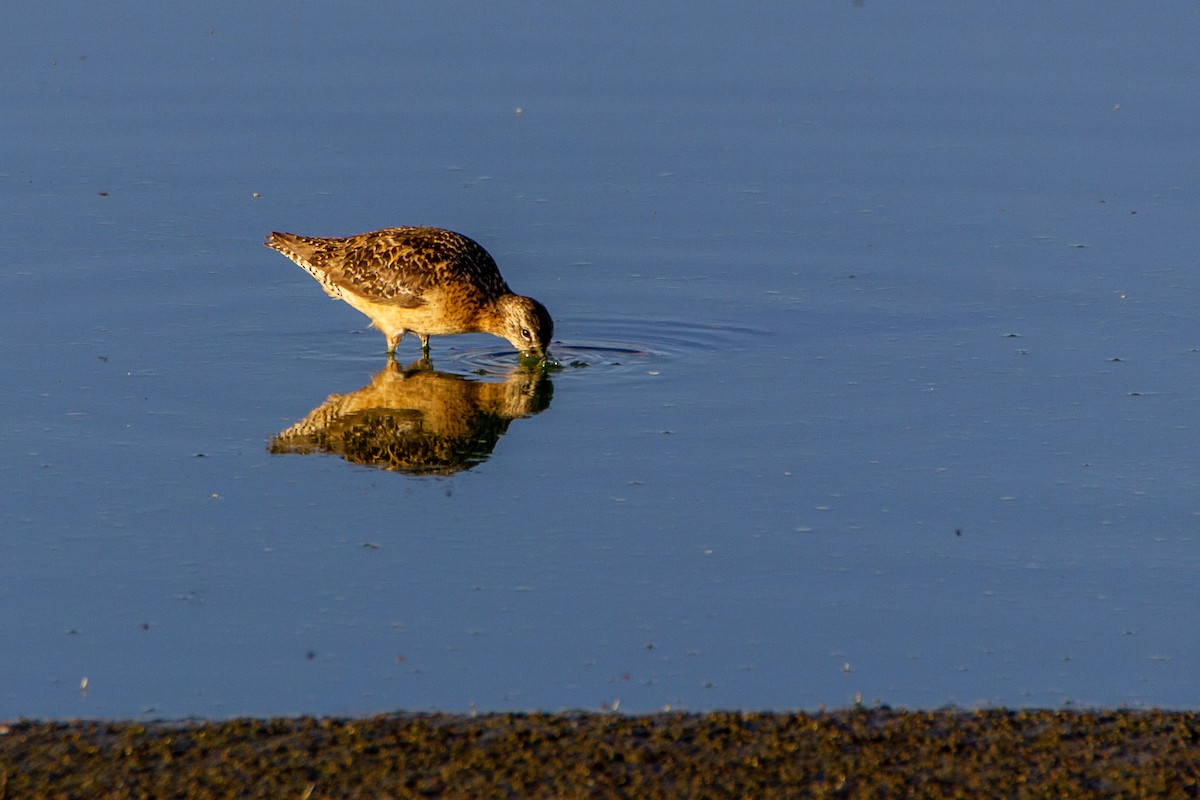 Long-billed Dowitcher - ML271039741