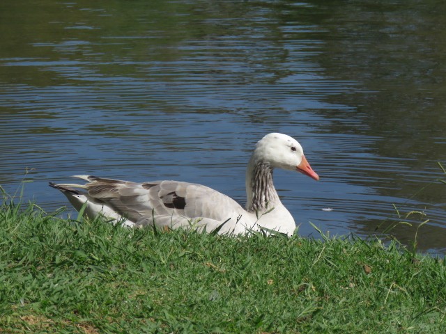 Graylag Goose (Domestic type) - ML271045401