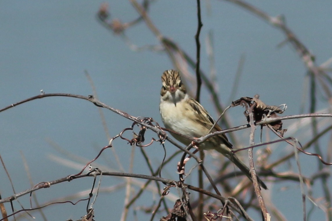 Clay-colored Sparrow - ML271047081