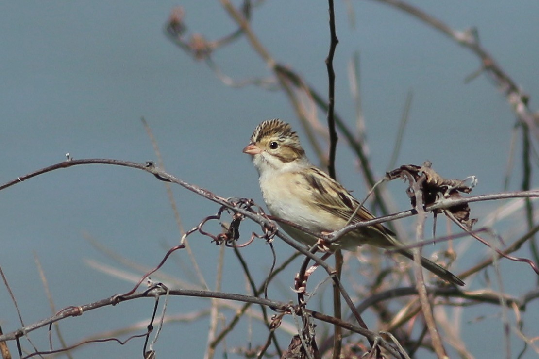 Clay-colored Sparrow - ML271047091