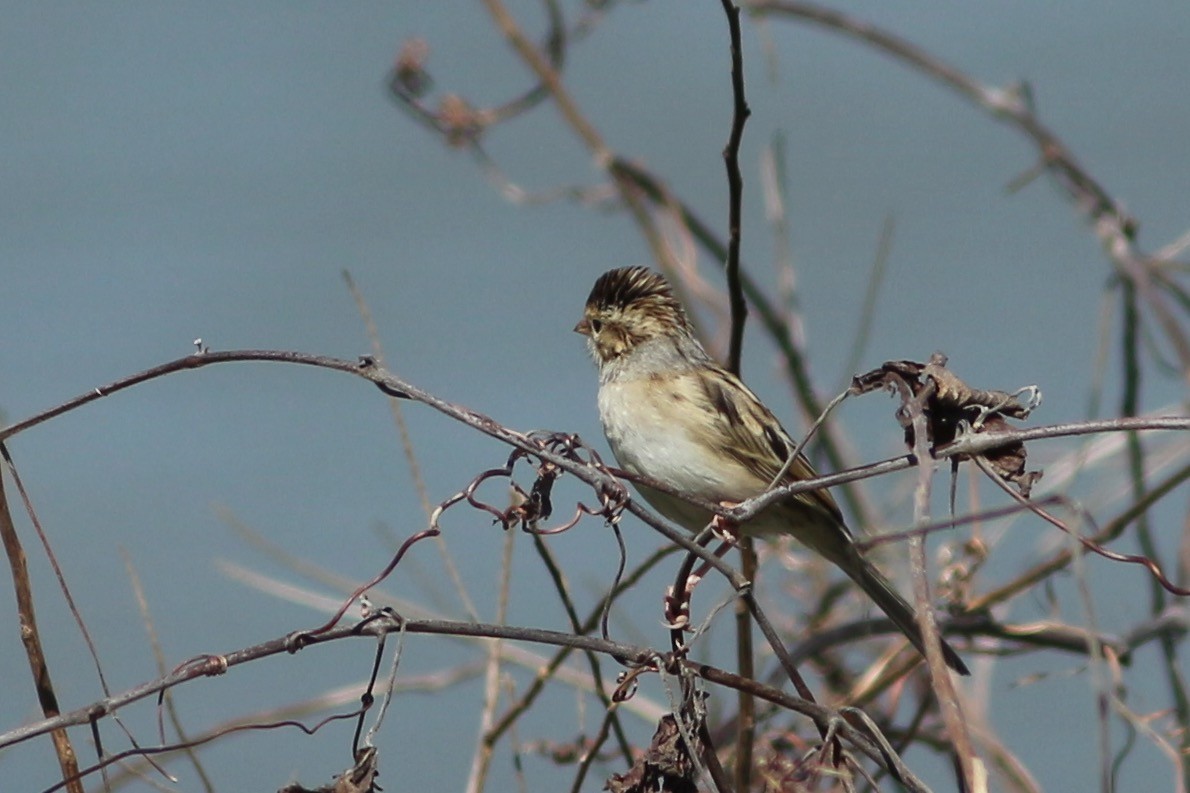 Clay-colored Sparrow - ML271047101