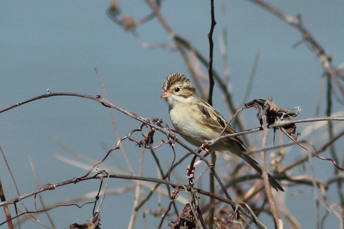 Clay-colored Sparrow - ML271047111