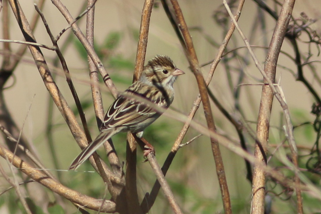 Clay-colored Sparrow - ML271047121
