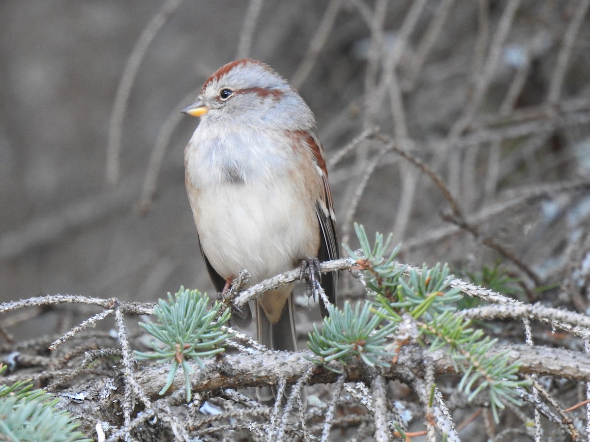 American Tree Sparrow - carol villeneuve