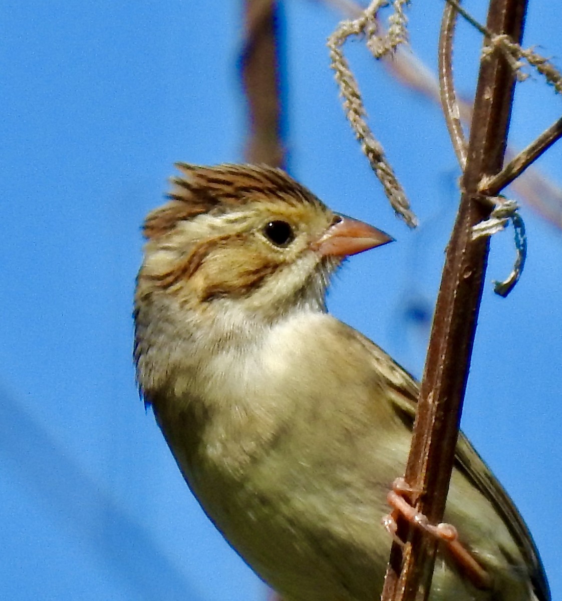 Clay-colored Sparrow - ML271053711