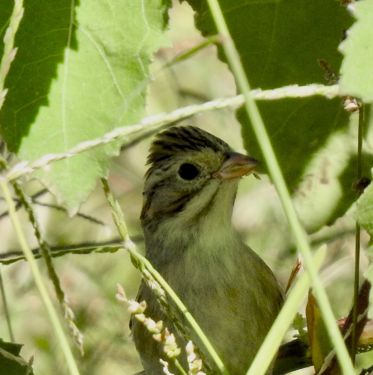 Clay-colored Sparrow - Van Remsen