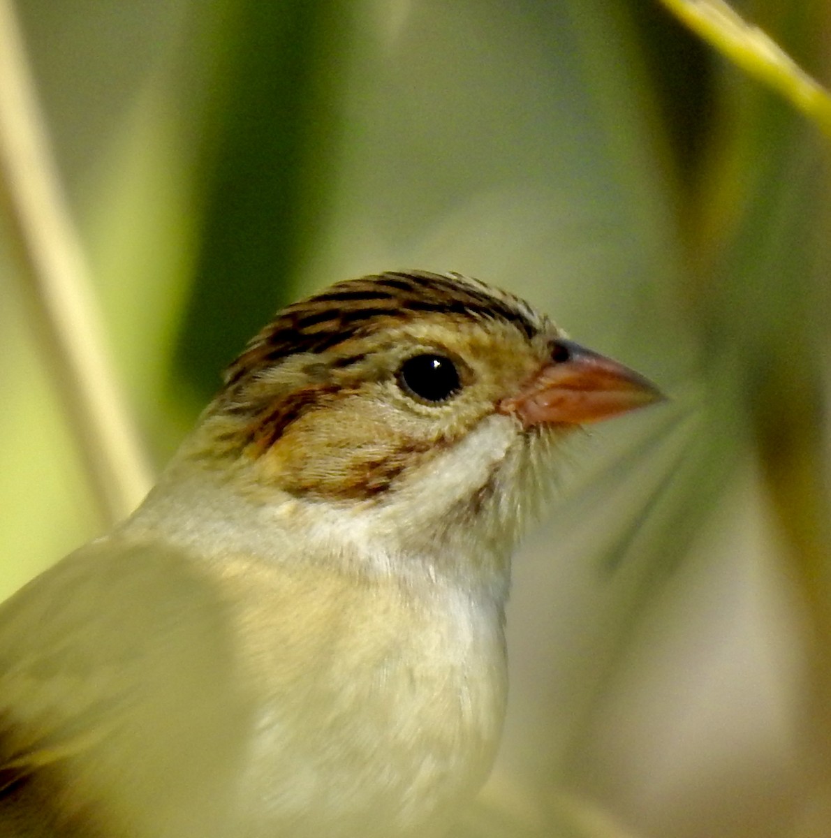 Clay-colored Sparrow - ML271053751