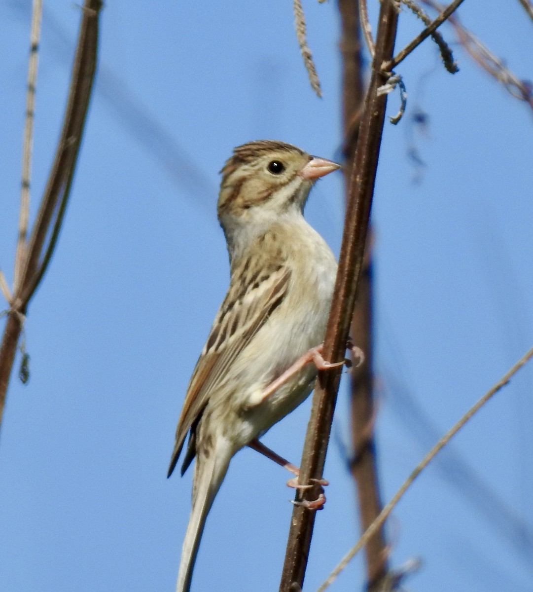 Clay-colored Sparrow - ML271053781