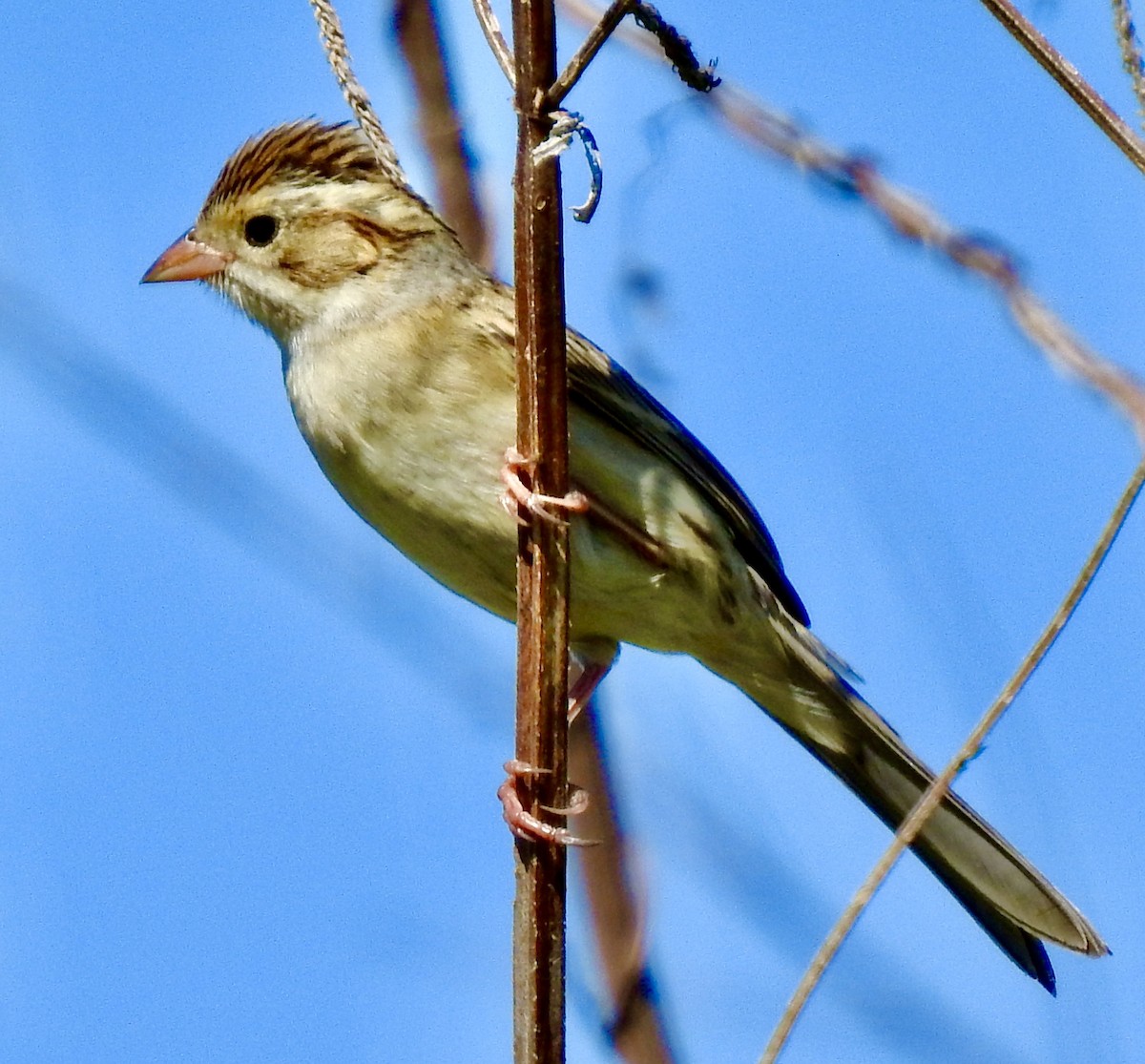 Clay-colored Sparrow - ML271053821