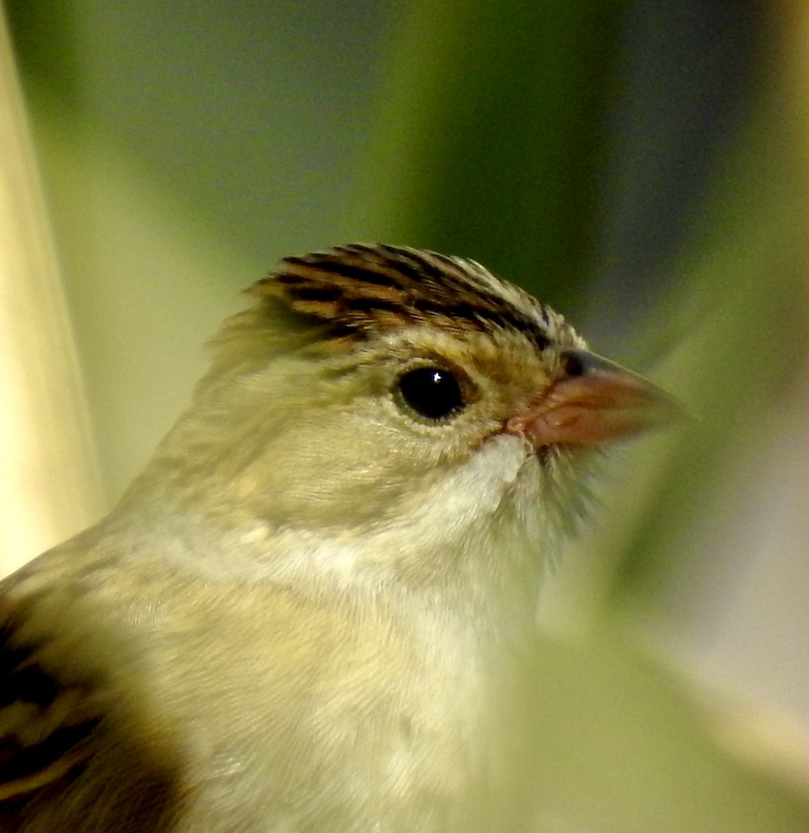 Clay-colored Sparrow - ML271053871