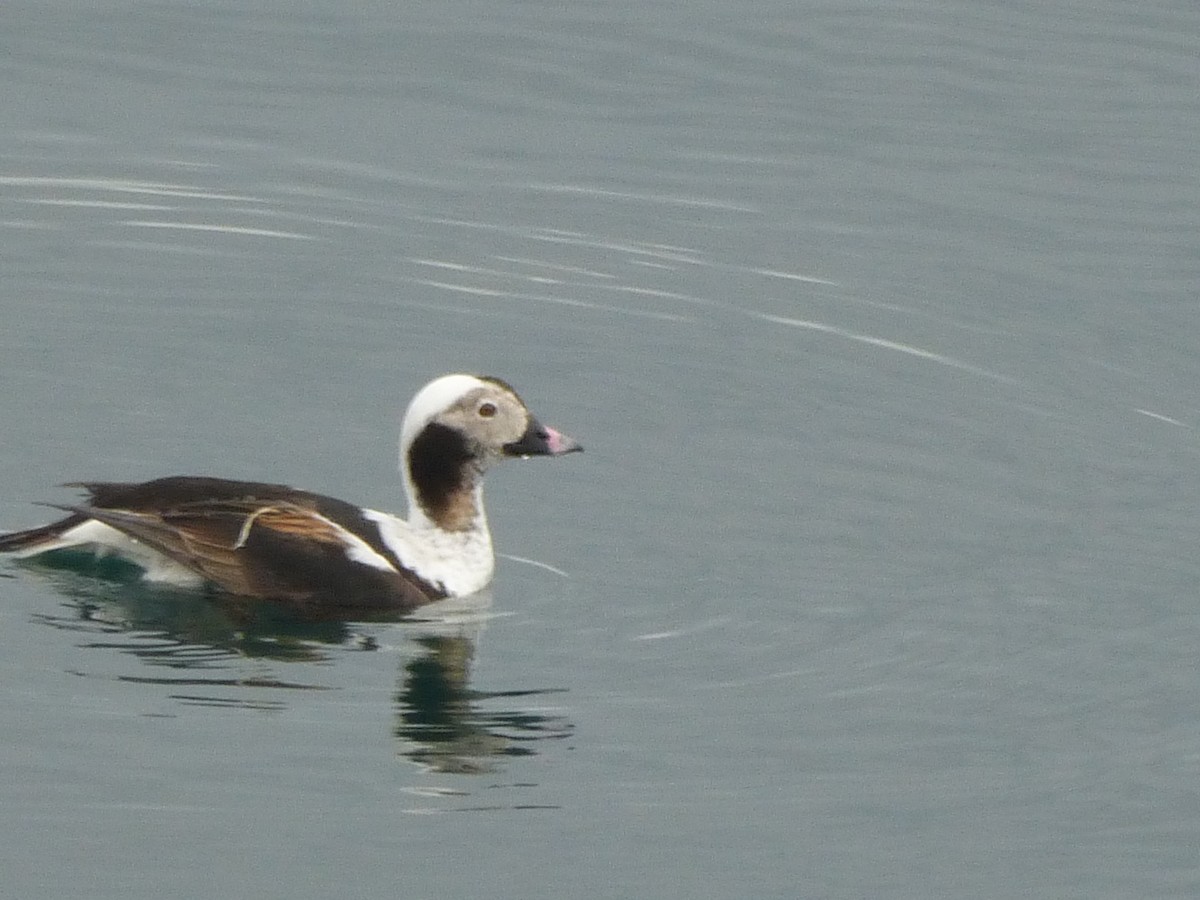 Long-tailed Duck - Scott Gremel
