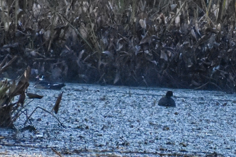 eBird Checklist 14 Oct 2020 Conewango Swamp WMA 33 species (+1