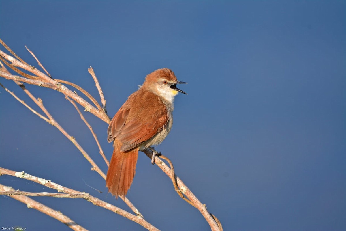 Yellow-chinned Spinetail - ML271065411