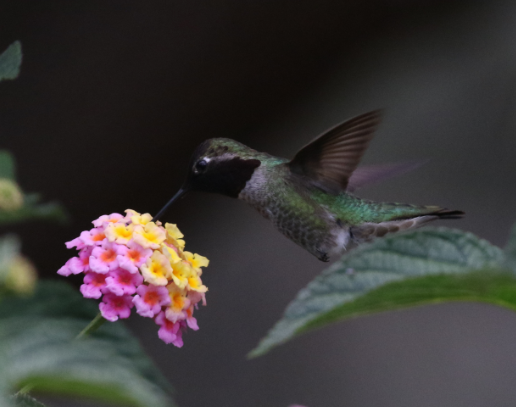 Anna's Hummingbird - ML27107361