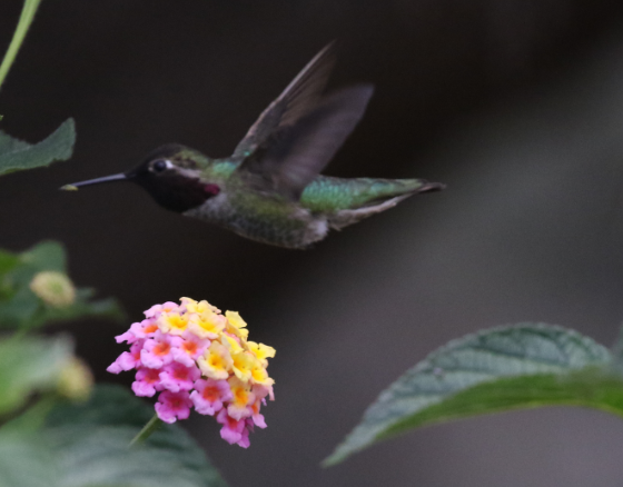 Anna's Hummingbird - C. Jackson