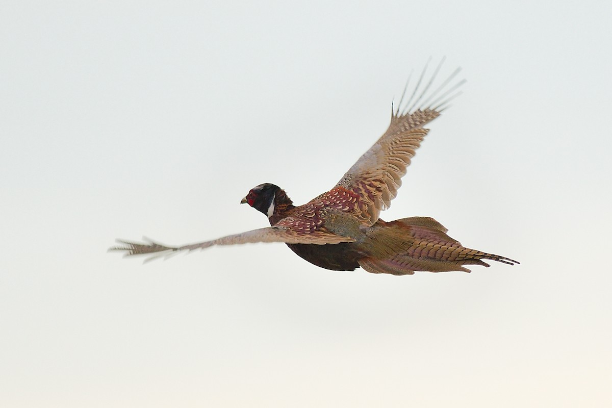 Ring-necked Pheasant - Dana Siefer