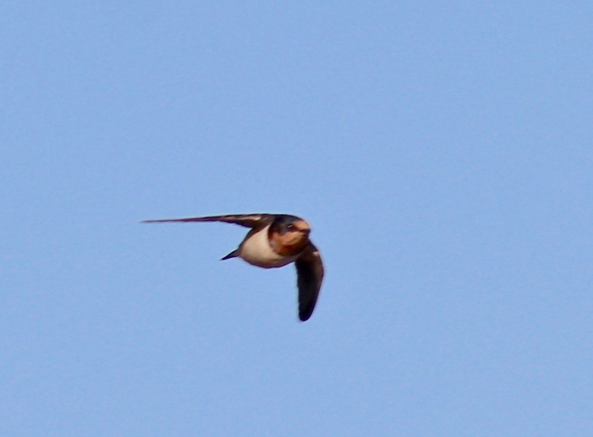 Barn Swallow - ML271077281