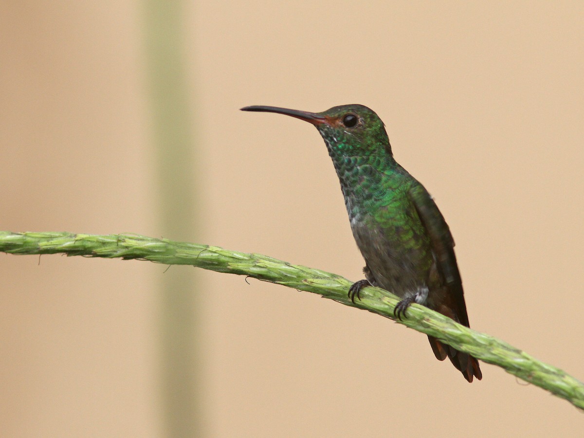 Rufous-tailed Hummingbird - ML27108801