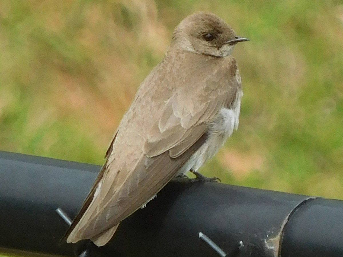 Northern Rough-winged Swallow - Eric Cormier