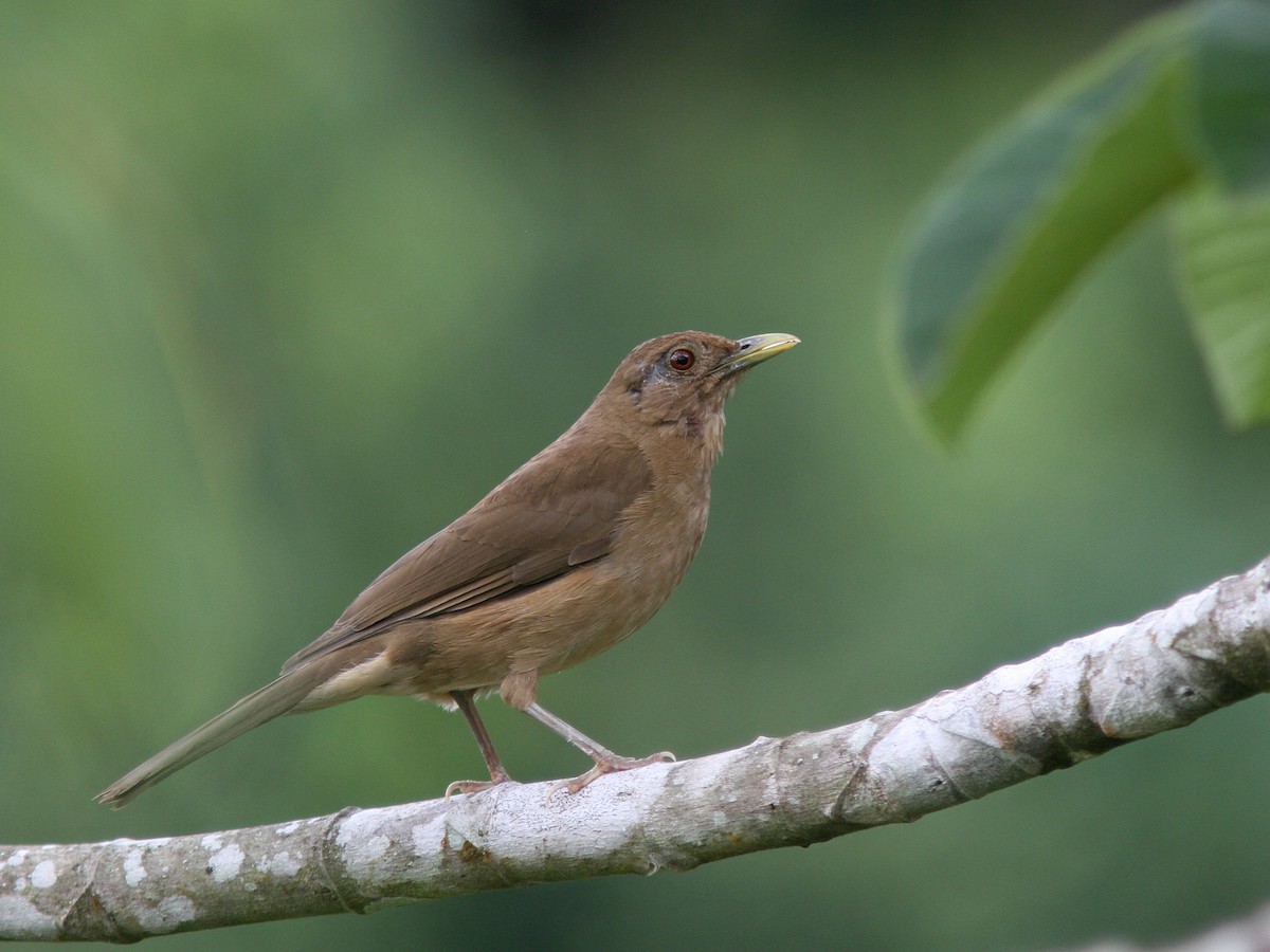 Clay-colored Thrush - Larry Therrien